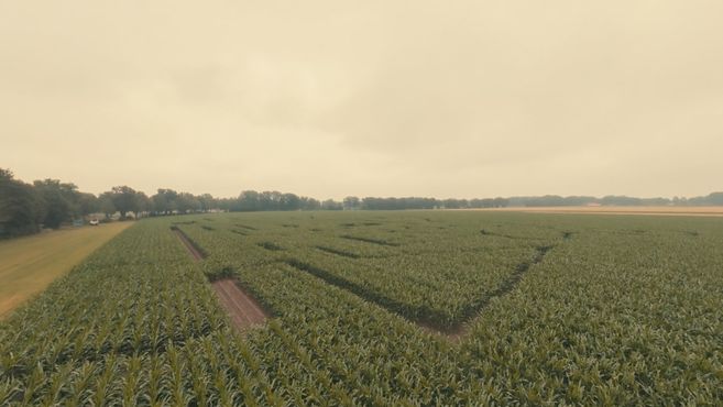 Luftaufnahme eines Maislabyrinths auf einem Feld mit Bäumen im Hintergrund.
