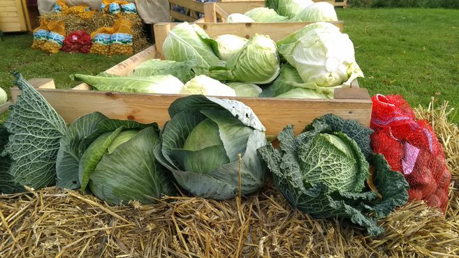 Verschiedene Kohlsorten und Kartoffeln auf einem Wochenmarkt.