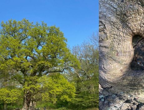 Großer Baum im Frühling links, rechts eine Nahaufnahme der knorrigen Baumrinde mit einer Höhlung.