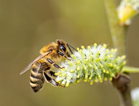 Eine Honigbiene auf einer Weiden-Blüte