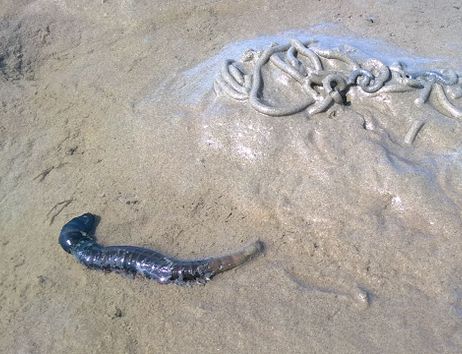 Ein Wattwurm und seine Sandhaufen im Wattboden.