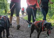 Fit mit Hund - Tanja Petrick
