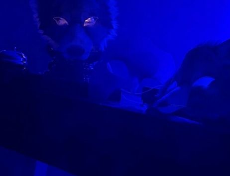 Blau beleuchtete Ausstellung mit einer Wolfsmaskenfigur und dem Schriftzug „Die Geister sind los“ sowie „Werksschau der Mittwochsgruppe“; unten steht „MOTTE“.