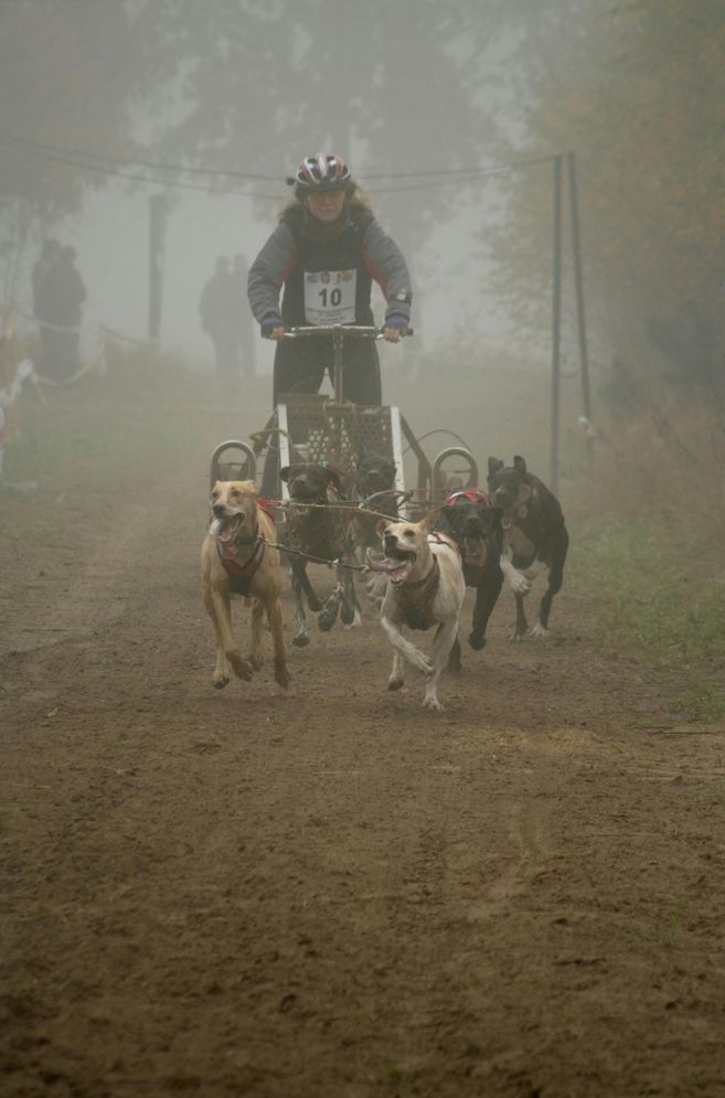 Ein Hundeschlittenrennen im Nebel mit einem Fahrer und mehreren Hunden auf einer sandigen Strecke.