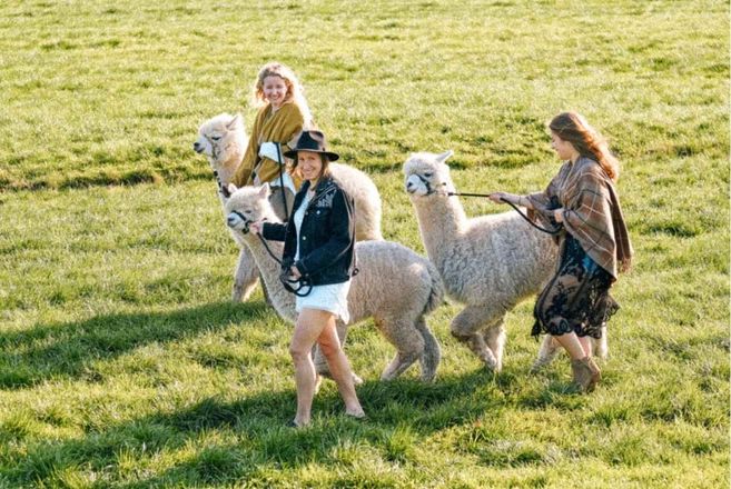 Drei Frauen führen Alpakas auf einer grünen Wiese spazieren.