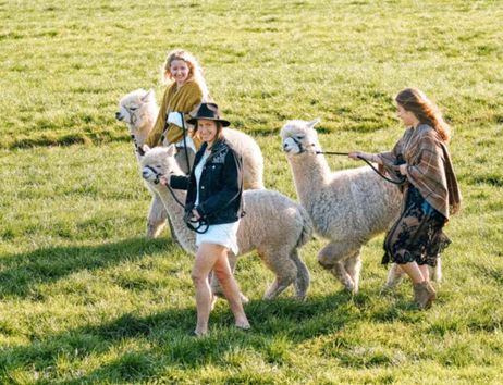 Drei Frauen führen Alpakas auf einer grünen Wiese spazieren.