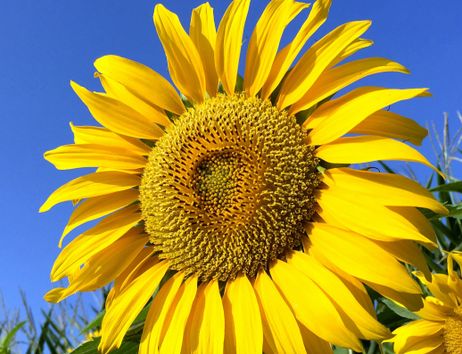 Nahaufnahme einer blühenden Sonnenblume vor klarem, blauem Himmel.