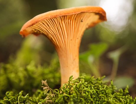 Pilz