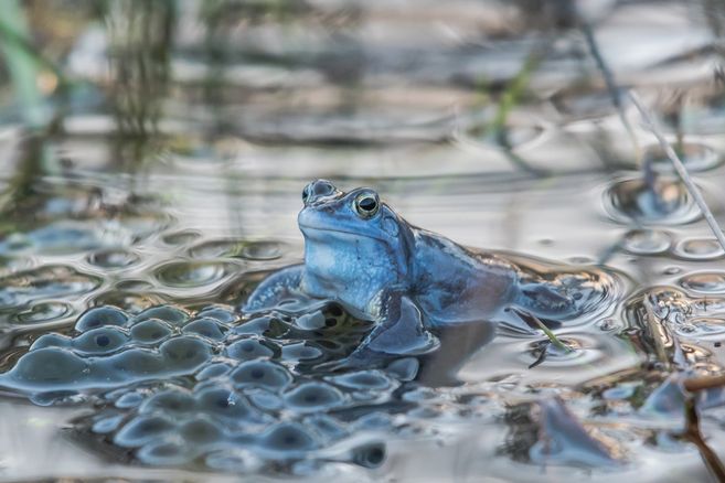 Ein blauer Frosch sitzt im Wasser, umgeben von Froschlaich.