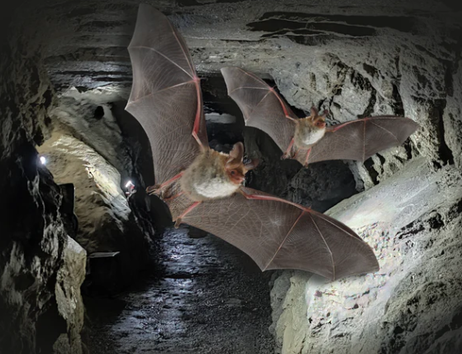 Zwei Fledermäuse fliegen durch eine beleuchtete Höhle mit felsigen Wänden.