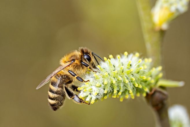 Eine Honigbiene auf einer Weiden-Blüte