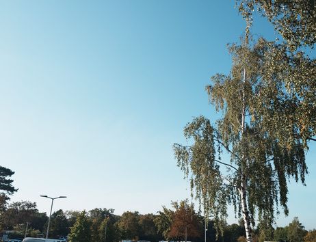 Flohmarkt Hauni
