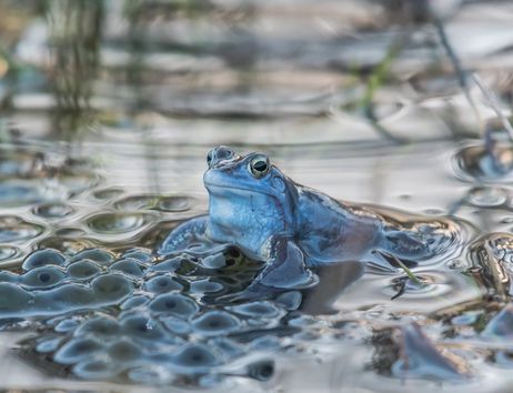 Ein blauer Frosch sitzt im Wasser, umgeben von Froschlaich.