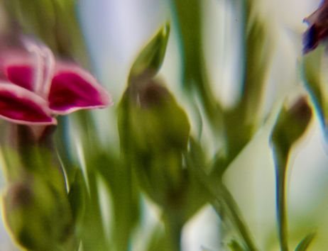 Abstrakte Nahaufnahme von Pflanzen mit unscharfen grünen Stängeln und einer roten Blüte.
