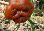 Tomatenretter e.V.