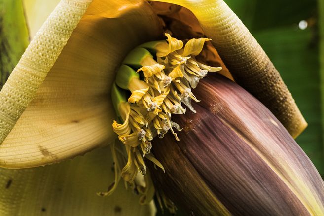Japanische Faserbanane
