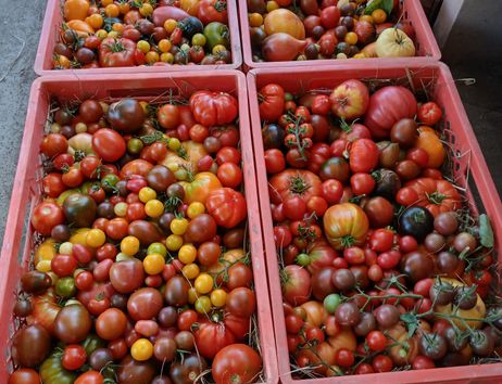 Tomatenernte 