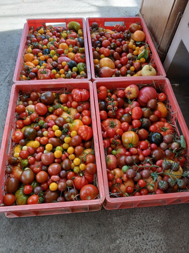 Tomatenernte 