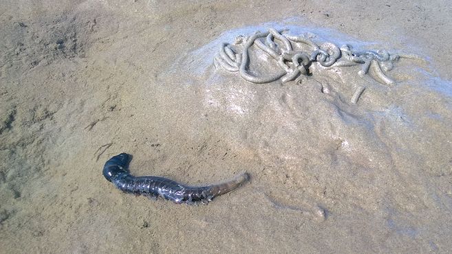 Ein Wattwurm und seine Sandhaufen im Wattboden.