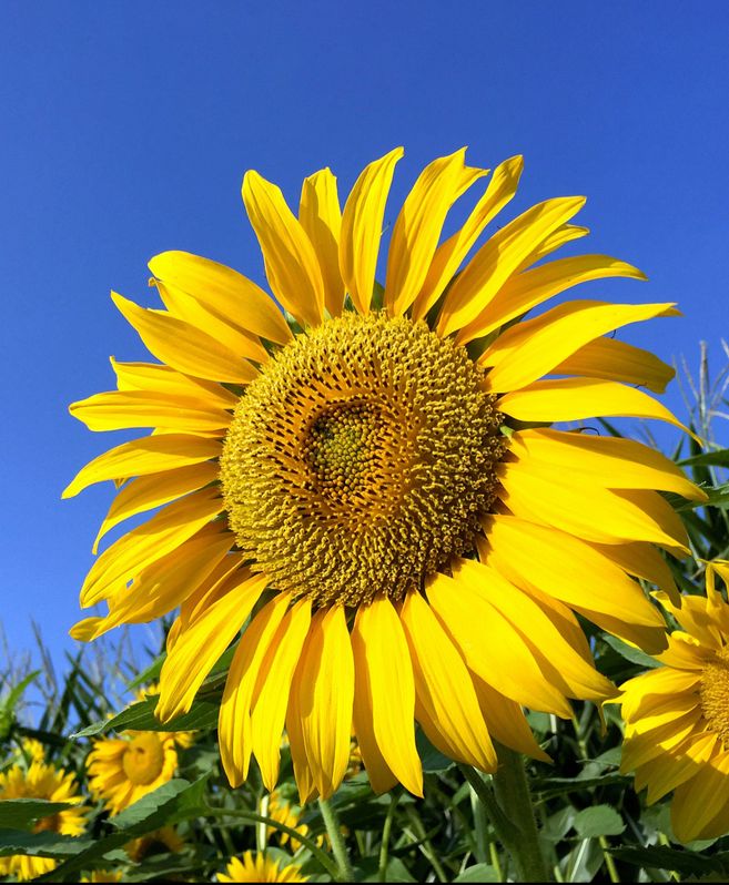 Nahaufnahme einer blühenden Sonnenblume vor klarem, blauem Himmel.