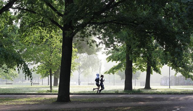 Zwei Personen joggen in einem grünen Park unter großen Bäumen.